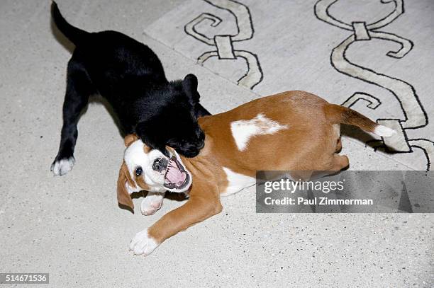 General atmosphere at the AOL Build Speakers Series - Karissa Hadden and Dustin Feldman, "Animal Storm Squad" at AOL Studios In New York on March 10,...