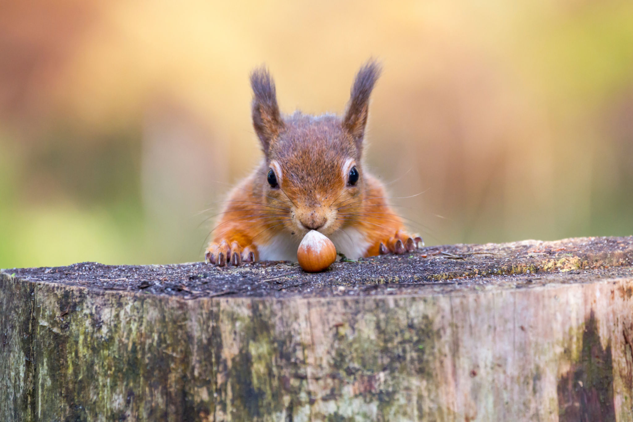 wildlife feeding