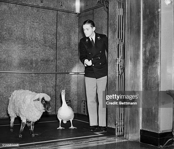 An elevator operator takes a sheep and goose for a ride in the Waldorf-Astoria Hotel.