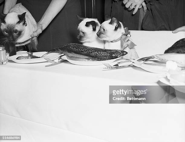 Four-month old kittens Nimbus and Panki sit at a table in front of a fish on a plate while dining at a banquet in Newton, Massachusetts.