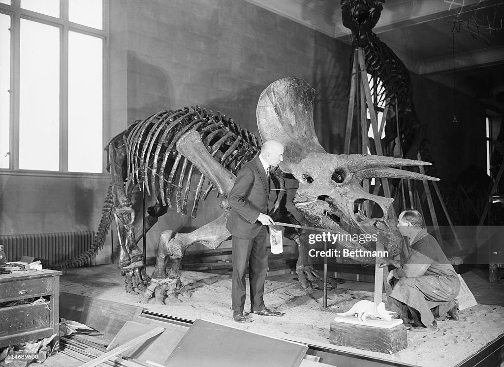 Barnum Brown, Charles Lang/Dino Skeleton