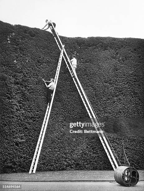 Workers stand on a tall ladder to trim the Great Green Wall, a 36-foot tall yew hedge encircling Oakley Hall. The hedge was planted in 1720 by the...