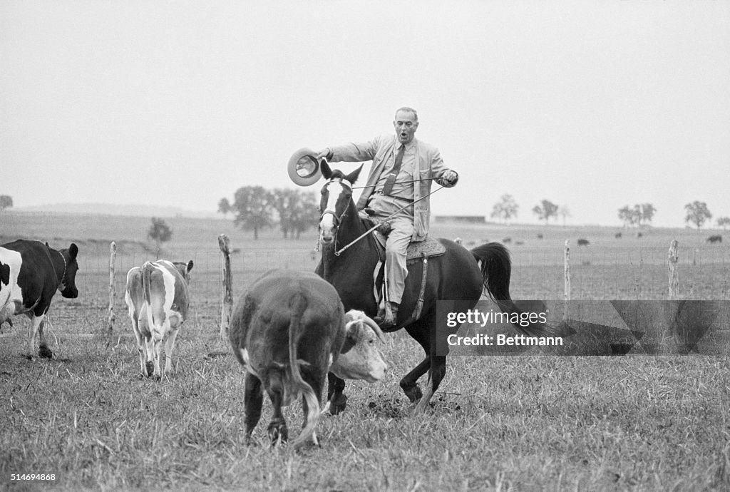 Lyndon Johnson Herding Cattle