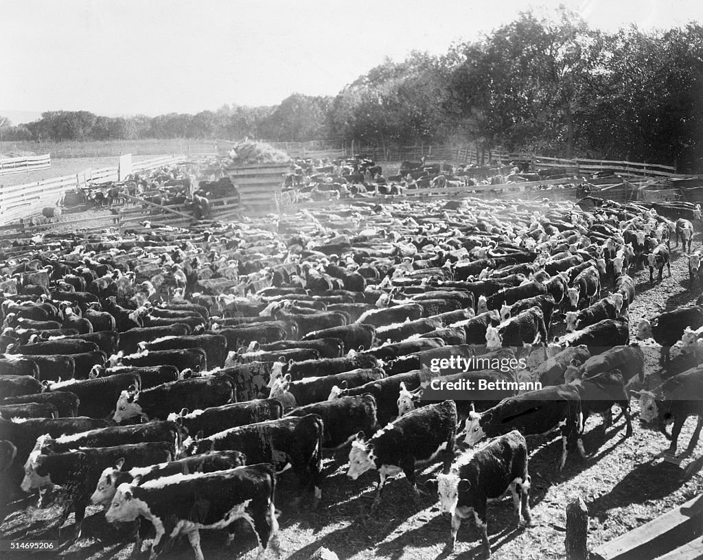 Large Herd Of Cattle In Pens