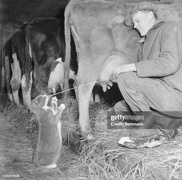 Hillside, IL: Robert Carlson, Farmer near Hillside is always sure of one customer for his cow's milk. That's "Captain" black and white cat that meets...