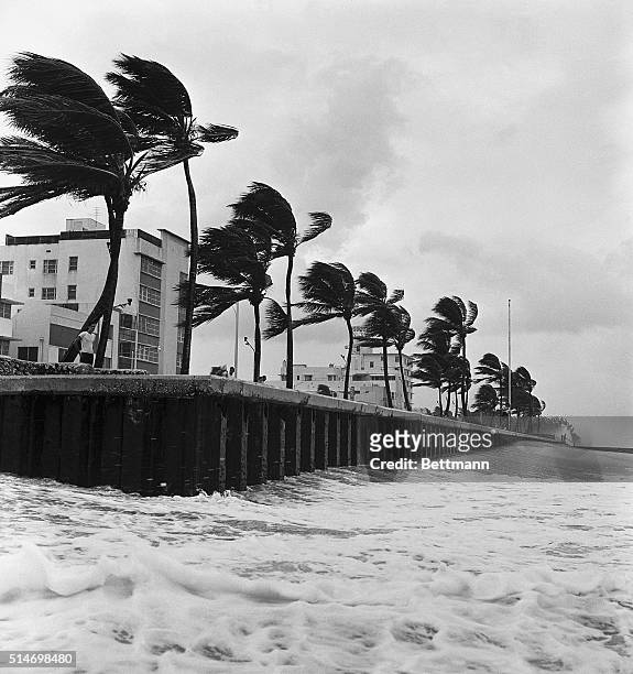 Gale force winds produced by Hurricane Donna bend and sway palm trees in Miami Beach on September 9, 1960.
