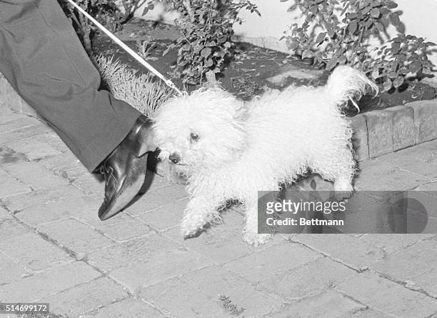 Marilyn Monroe's pet dog Moff is led away on a leash after the actress was found dead of a barbituate overdose on August 6, 1962.