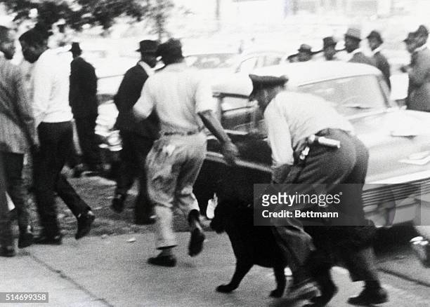 African American segregation protesters flee from a police officer and police dog during a prayer march in Birmingham, Alabama.