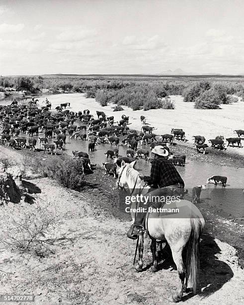 Unlike his romantic counterpart in fiction, the modern cowboy does not chase after tough hombres, but nevertheless performs a rugged and colorful job...