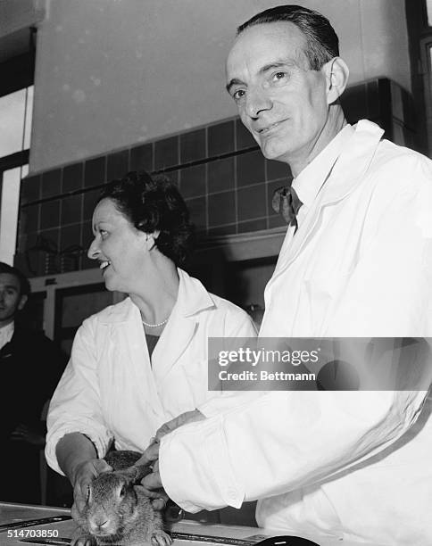 Italian pharmacologist, Dr. Daniel Bovet, works with his wife Filomena injecting a curare-type drug into a rabbit to study the muscle-relaxing...