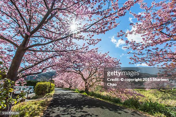 spring cherry blossoms - izu peninsula stock pictures, royalty-free photos & images