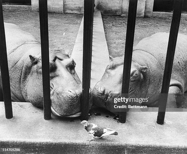 New York, NY: "Romance"-The crisp, waddly walk of the pieon is felt in sharp contrast to the sluggish bulk of the two hippos in this $100. Winner by...