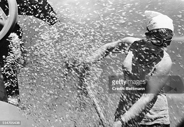 Akmolinsk, Russia: Churning up a miniature "Snow storm", a goggle wearing miss makes the wheat fly during a threshing operation at a state farm in...