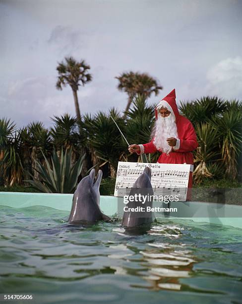 St. Augustine, FL: Porpoises sing "Jingle Bells " at marineland, St. Augustine, FL..UPI COLOR