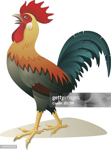 ilustraciones, imágenes clip art, dibujos animados e iconos de stock de gallo - gallito