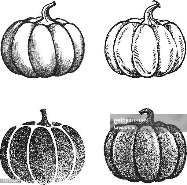 pumpkin - calabasas stock illustrations