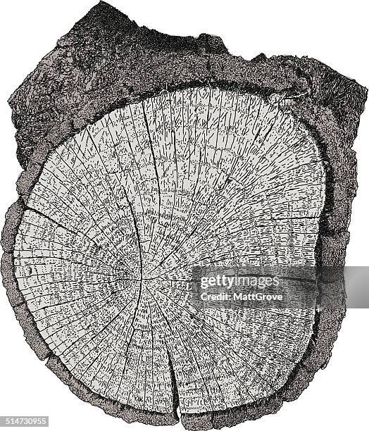 cut-log - tree rings stock-grafiken, -clipart, -cartoons und -symbole