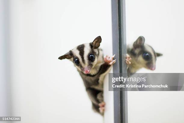 a sugar glider joey (baby) climbing up the mirror - sugar glider stock pictures, royalty-free photos & images