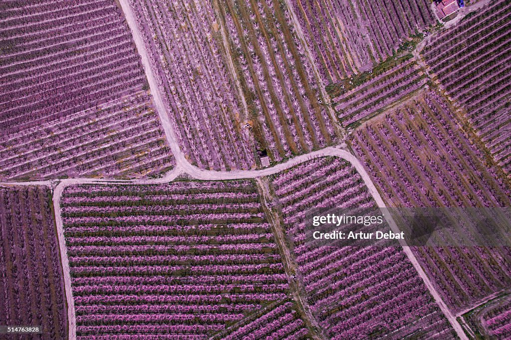 Aerial pictures from a drone in the cultivated lands of the Lleida plane in the Catalonia region with the beautiful pattern and texture created by the blooming trees with pink flowers and paths between the fields.