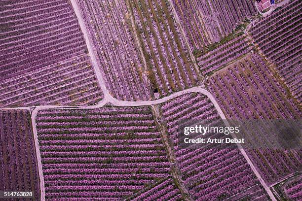 aerial pictures from a drone in the cultivated lands of the lleida plane in the catalonia region with the beautiful pattern and texture created by the blooming trees with pink flowers and paths between the fields. - lerida stock pictures, royalty-free photos & images