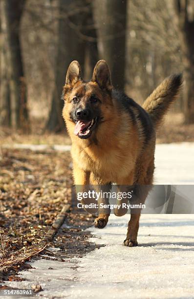 running dog - german shepherd stock pictures, royalty-free photos & images