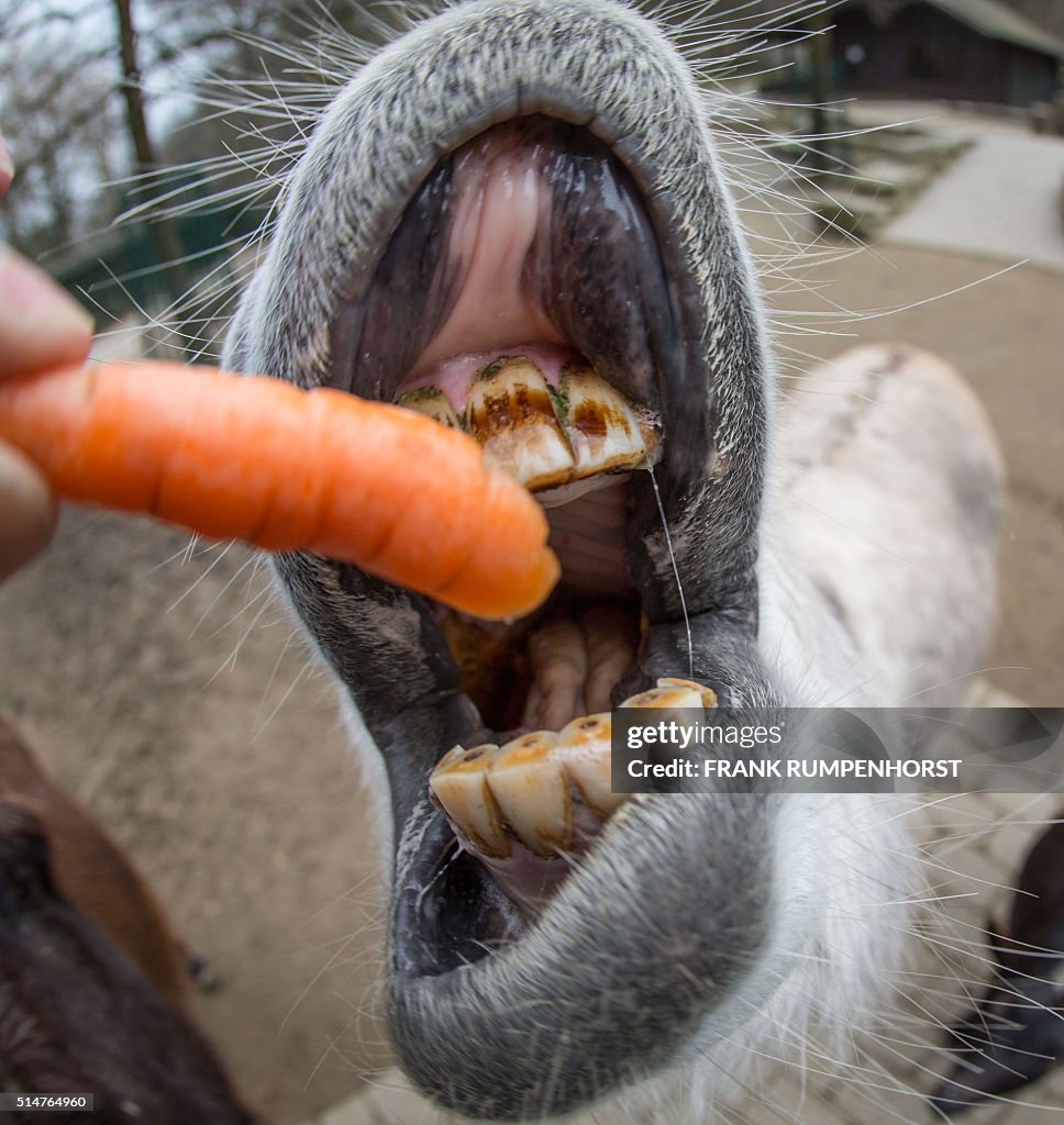 GERMANY-ANIMALS-ZOO-DONKEY