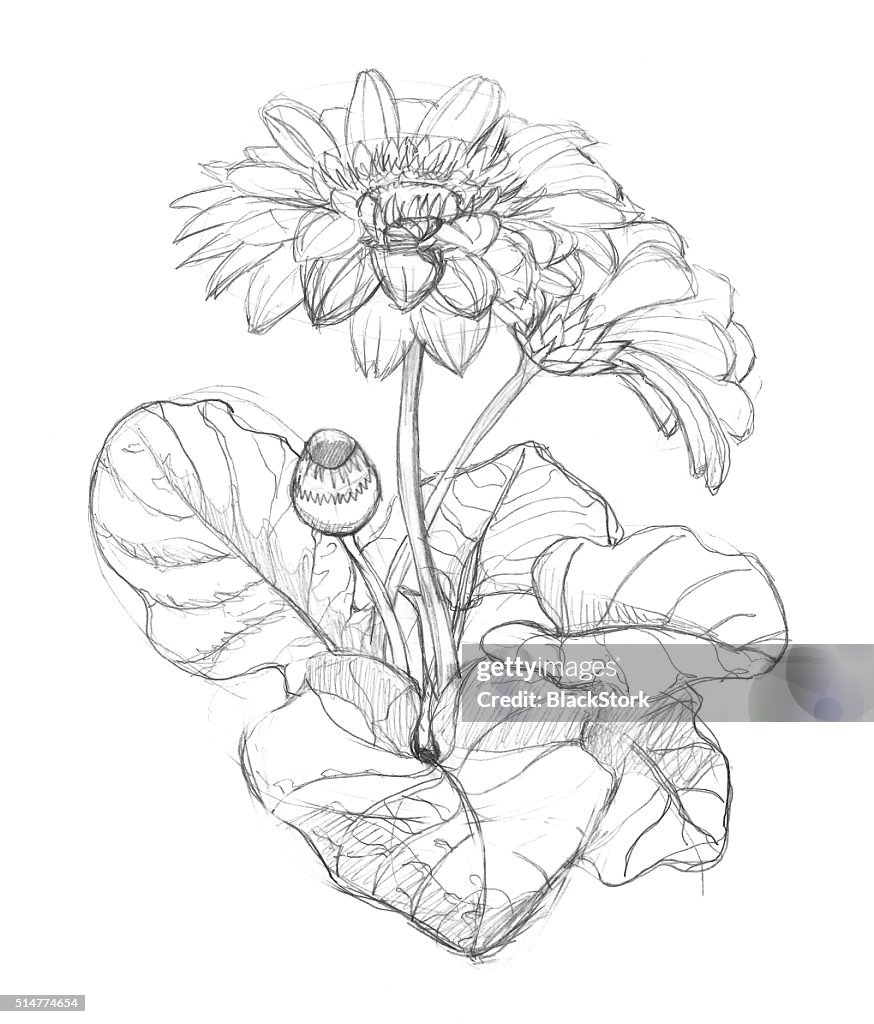 Lápiz De Dibujo De Gerbera Flor Ilustración de stock - Getty Images Lápiz De Dibujo De Gerbera Flor Ilustración de stock - Getty Images