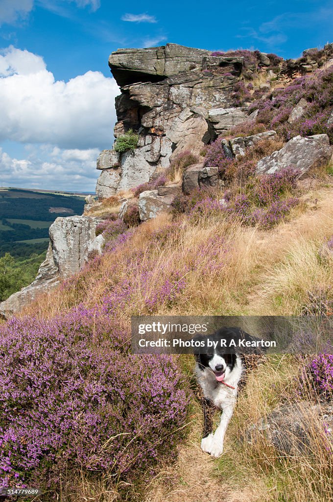 Border Collie, Curbar edge, Peak District