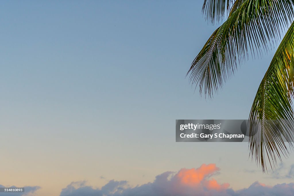 Palm fronds and Hawaiian sunrise