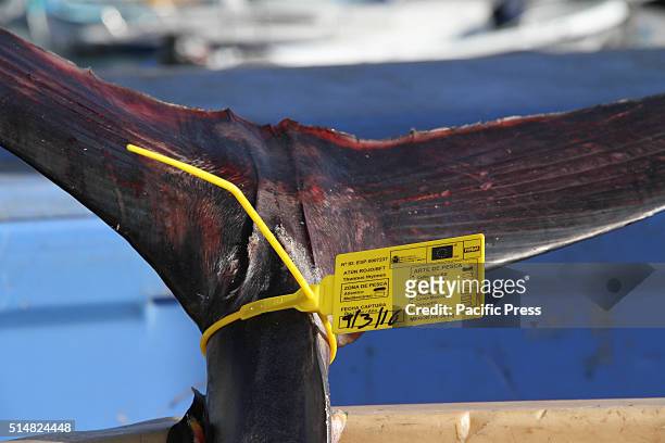 The port of Los Cristianos, in Arona was busy with fishermen that were out fishing Blue Fin Tuna fish. More than 35 boats were from the Canary Island...