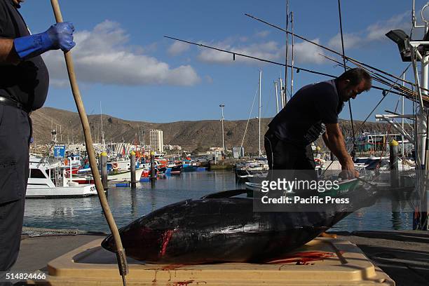 The port of Los Cristianos, in Arona was busy with fishermen that were out fishing Blue Fin Tuna fish. More than 35 boats were from the Canary Island...