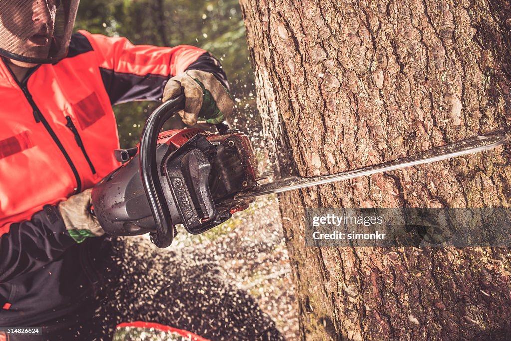 Homme coupe un arbre