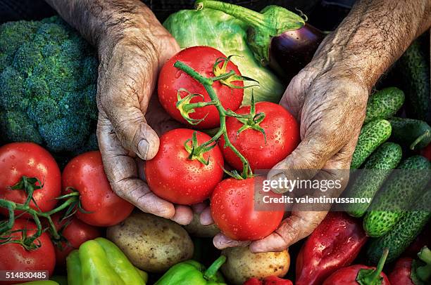 harvest hands - carrot farm stock pictures, royalty-free photos & images