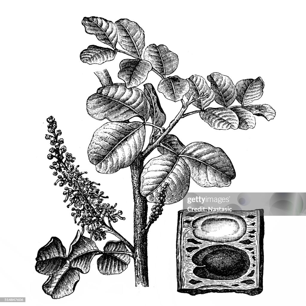 Ceratonia siliqua (carob tree)