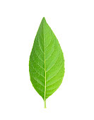 Adhatoda vasica or medicinal Basak leaf