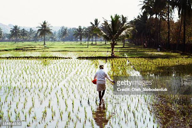 woman working on the rice field - rice paddy stock pictures, royalty-free photos & images