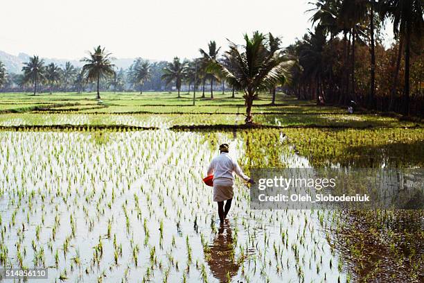 woman working on the rice field - india agriculture stock pictures, royalty-free photos & images