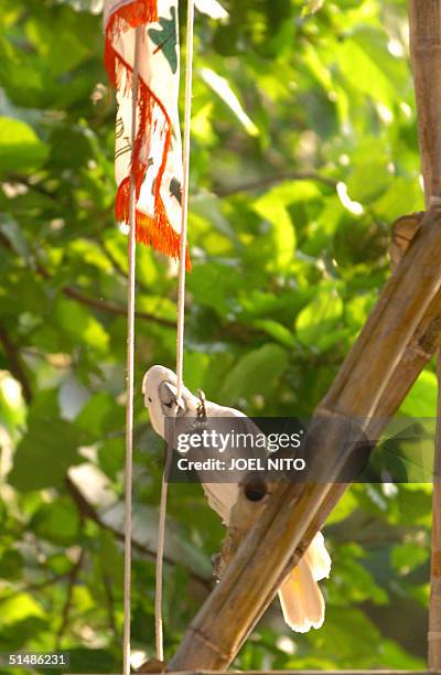 Mild mannered, endearing sulphur crested parrot, cockatoo, scientific name - cacatua sulphurea, raise a small flag at a show of trained birds at a...