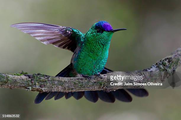 violet-capped woodnymph - hummingbird, - violet capped woodnymph stock pictures, royalty-free photos & images