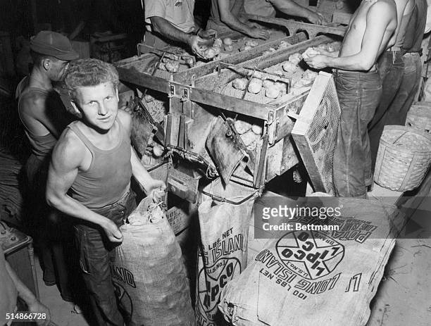 Stanislaw Kulminski packs potatoes at a farm in Long Island. Kulminski was 17 years old when he participated in the Warsaw insurrection. During WWII,...
