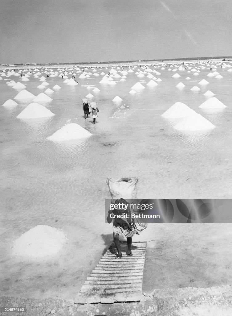 Salt Harvesting in Manaure