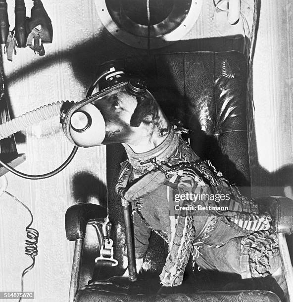 Dog wears a space suit and oxygen masks during preparation for space travel at a Soviet base in Central Asia.