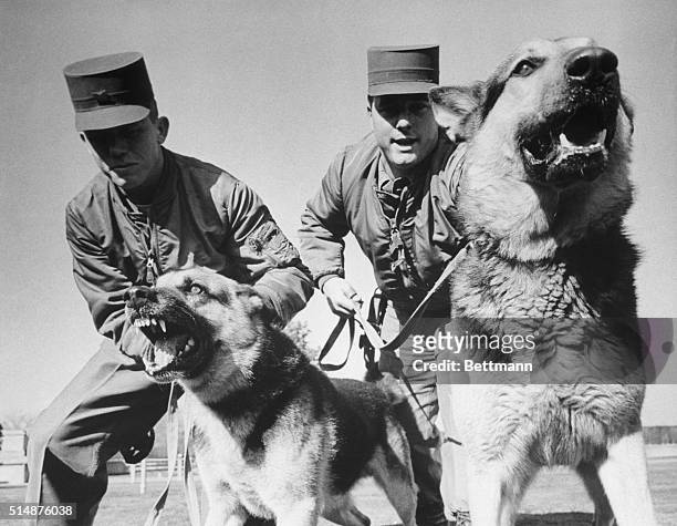Airman First Class Carl T. Young and Airman Second Class William Hughes restrain two snarling German shepherds, Dusty and Lindy, as they lunge...