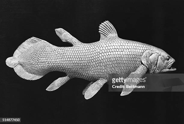96 Coelacanth Bilder und Fotos - Getty Images