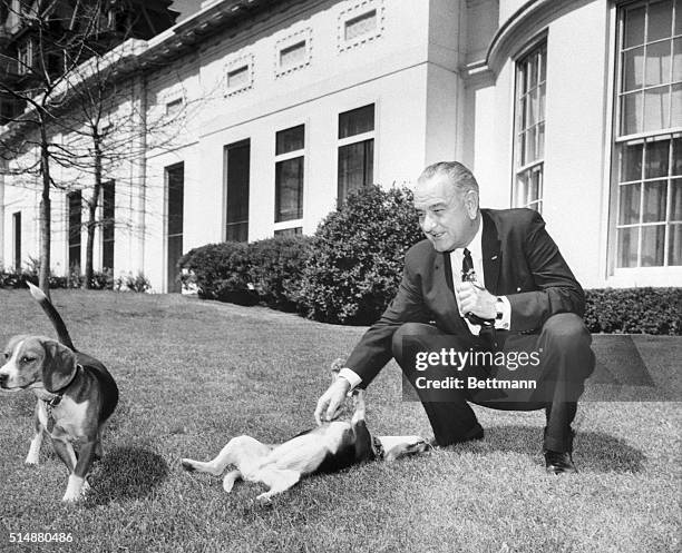 President Johnson scratches the belly of one of his two beagles on the White House lawn on April 12, 1964.