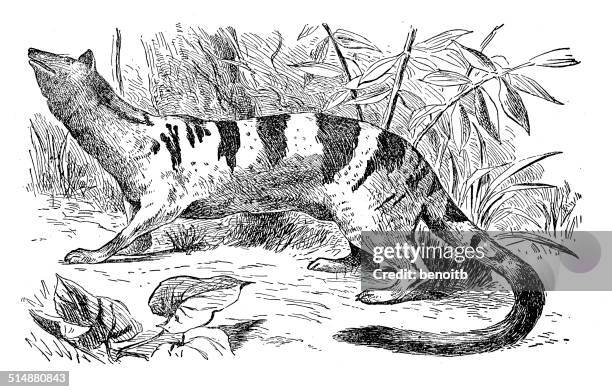 weasel - ferret stock illustrations
