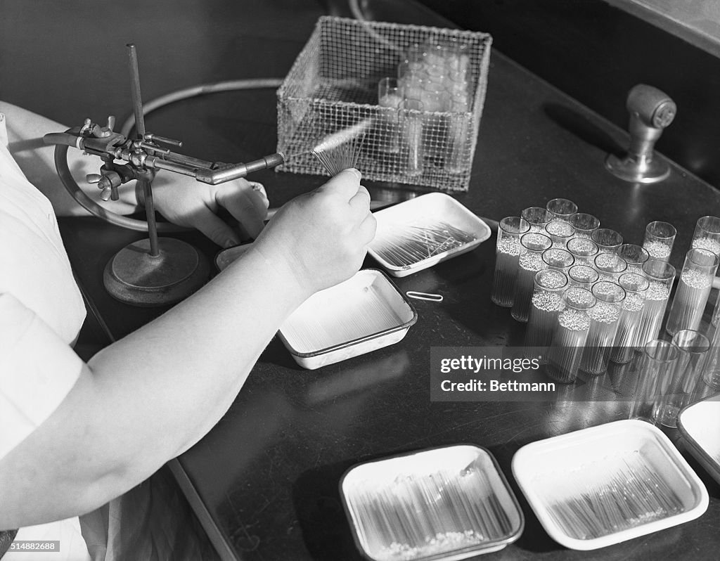 Capillary Tubes of Smallpox Vaccine