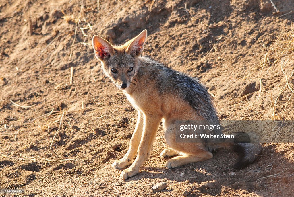 Black Backed Jackal at Serengeti