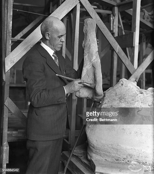 Charles W. Gilmore, the curator of the National Museum, brushes the bone of a large dinosaur in preparation for assembling the huge skeleton of the...