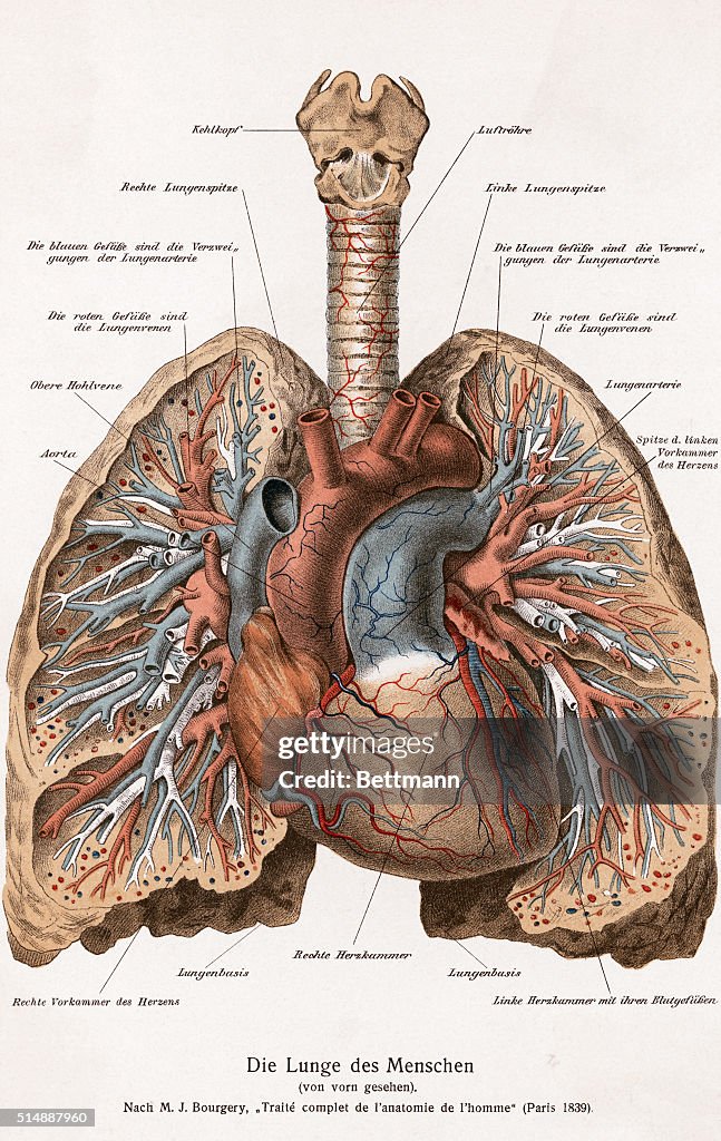 Diagram Depicting the Human Lungs